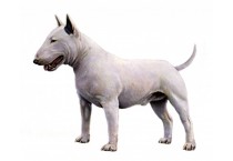 Μπουλ τεριέ - Bull Terrier